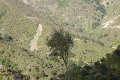 DSC00699