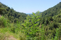 TR04809