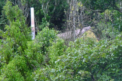 TR09117