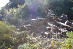 DSC00729