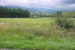 TR08202