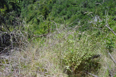 TR05717