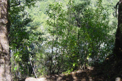 TR03807